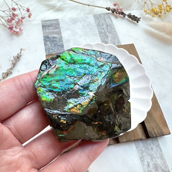 Gorgeous Canadian Ammolite Specimen - Picture 2 of 8
